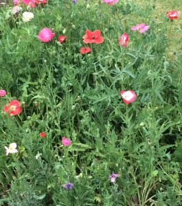 Bee and Butterfly Mix